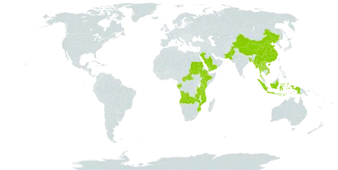 Sauromatum world distribution map, present in Angola, Bangladesh, Central African Republic, China, Ethiopia, Gabon, Indonesia, Kenya, Lao People's Democratic Republic, Myanmar, Mozambique, Nepal, Pakistan, Saudi Arabia, Sudan, Thailand, Tanzania, United Republic of, Uganda, Viet Nam, Yemen, and Zambia