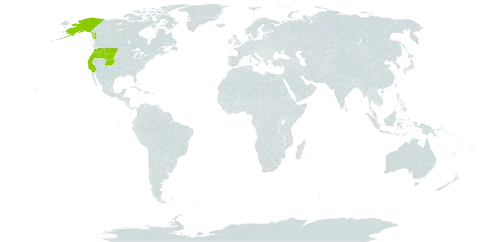 Saussurea world distribution map, present in United States of America