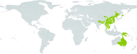 Saussurea lyrata world distribution map, present in Australia, Bangladesh, Bhutan, China, India, Japan, Cambodia, Lao People's Democratic Republic, Myanmar, Nepal, Papua New Guinea, Korea (Democratic People's Republic of), Thailand, Taiwan, Province of China, and Viet Nam