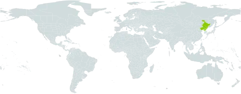 Saussurea manshurica world distribution map, present in China and Korea (Democratic People's Republic of)