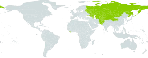 Saussurea salsa world distribution map, present in Afghanistan, Armenia, Azerbaijan, China, Kazakhstan, Kyrgyzstan, Liberia, Mongolia, Pakistan, Russian Federation, Tajikistan, Turkmenistan, Ukraine, and Uzbekistan