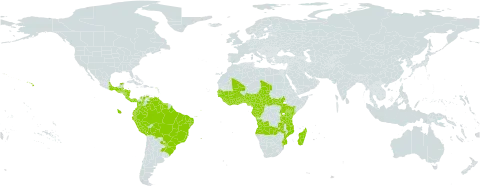 Sauvagesia erecta world distribution map, present in Angola, Argentina, Benin, Bonaire, Sint Eustatius and Saba, Burkina Faso, Belize, Bolivia (Plurinational State of), Brazil, Central African Republic, Côte d'Ivoire, Cameroon, Congo, Colombia, Costa Rica, Dominica, Ecuador, Gabon, Ghana, Guinea, Guadeloupe, Gambia, Guinea-Bissau, Equatorial Guinea, Grenada, Guatemala, French Guiana, Guyana, Honduras, Kenya, Saint Kitts and Nevis, Liberia, Saint Lucia, Madagascar, Mexico, Mali, Mozambique, Montserrat, Martinique, Nigeria, Nicaragua, Panama, Peru, Puerto Rico, Paraguay, Senegal, Sierra Leone, South Sudan, Suriname, Chad, Togo, Trinidad and Tobago, Tanzania, United Republic of, Uganda, United States of America, Venezuela (Bolivarian Republic of), and Zambia