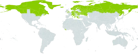 Saxifraga aizoides world distribution map, present in Albania, Andorra, Austria, Canada, Switzerland, Germany, Spain, Finland, France, United Kingdom of Great Britain and Northern Ireland, Greece, Greenland, Croatia, Iceland, Italy, Liberia, Liechtenstein, Norway, Poland, Romania, Russian Federation, Slovakia, Slovenia, Sweden, Ukraine, and United States of America