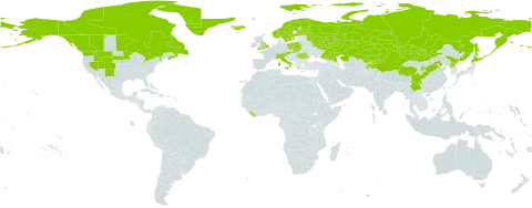 Saxifraga cernua world distribution map, present in Austria, Canada, Switzerland, China, Finland, United Kingdom of Great Britain and Northern Ireland, Greenland, Iceland, Italy, Japan, Kazakhstan, Kyrgyzstan, Liberia, Mongolia, Norway, Pakistan, Poland, Korea (Democratic People's Republic of), Romania, Russian Federation, Slovakia, Sweden, Tajikistan, and United States of America