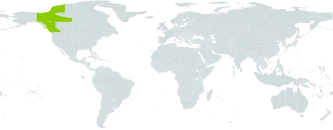 Saxifraga funstonii world distribution map, present in Canada