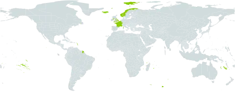 Saxifraga hypnoides world distribution map, present in Belgium, France, United Kingdom of Great Britain and Northern Ireland, Iceland, and Norway