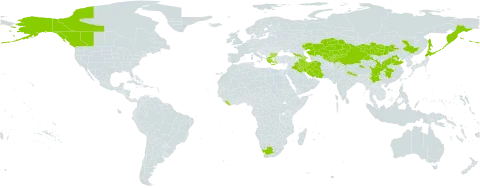 Saxifraga sibirica world distribution map, present in Afghanistan, Azerbaijan, Bulgaria, Canada, China, Georgia, Greece, Iran (Islamic Republic of), Iraq, Japan, Kazakhstan, Kyrgyzstan, Liberia, Mongolia, Nepal, Pakistan, Russian Federation, Tajikistan, United States of America, Uzbekistan, and South Africa