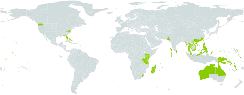 Scaevola sericea world distribution map, present in American Samoa, French Southern Territories, Antigua and Barbuda, Australia, Bahamas, China, Cook Islands, Cayman Islands, Fiji, Micronesia (Federated States of), Guam, Indonesia, India, Kenya, Kiribati, Sri Lanka, Madagascar, Maldives, Marshall Islands, Myanmar, Northern Mariana Islands, Mauritius, Malaysia, Mayotte, Niue, Nauru, Pakistan, Pitcairn, Philippines, Palau, Papua New Guinea, Puerto Rico, Réunion, Singapore, Solomon Islands, Thailand, Tokelau, Tonga, Tuvalu, Taiwan, Province of China, Tanzania, United Republic of, United States Minor Outlying Islands, United States of America, Viet Nam, Vanuatu, Wallis and Futuna, Samoa, and South Africa