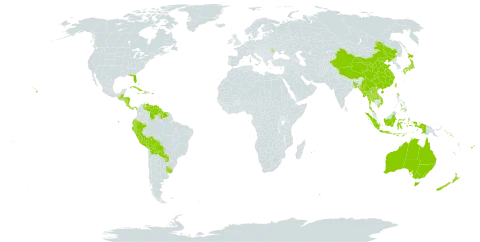 Schefflera world distribution map, present in Andorra, Australia, Bangladesh, Bahamas, Belize, Bermuda, Bolivia (Plurinational State of), China, Costa Rica, Cuba, Dominica, Ecuador, Fiji, Guatemala, Guyana, Honduras, Haiti, Indonesia, Jamaica, Japan, Lao People's Democratic Republic, Moldova (Republic of), Myanmar, Mauritius, Norfolk Island, Nicaragua, Nepal, New Zealand, Panama, Peru, Philippines, Puerto Rico, Paraguay, Réunion, Solomon Islands, Suriname, Thailand, Taiwan, Province of China, Uruguay, United States of America, Venezuela (Bolivarian Republic of), Viet Nam, Vanuatu, and Samoa