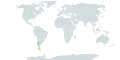 Schinus odonellii world distribution map, present in Argentina, Chile, and Uruguay