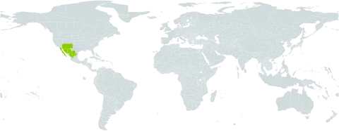 Schistophragma intermedium world distribution map, present in Mexico and United States of America