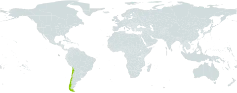 Schizanthus coccineus world distribution map, present in Chile