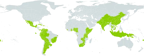 Schnella microstachya world distribution map, present in Angola, Argentina, American Samoa, Antigua and Barbuda, Bangladesh, Belize, Bolivia (Plurinational State of), Brazil, Barbados, China, Cameroon, Colombia, Cuba, Dominica, Dominican Republic, Ecuador, Ethiopia, Fiji, Ghana, Guadeloupe, Guatemala, Hong Kong, Indonesia, India, Kenya, Saint Kitts and Nevis, Saint Lucia, Sri Lanka, Mexico, Northern Mariana Islands, Montserrat, Martinique, Mauritius, Malaysia, Nigeria, Nepal, Pakistan, Panama, Peru, Papua New Guinea, Puerto Rico, Paraguay, Sierra Leone, Somalia, Thailand, Tonga, Tanzania, United Republic of, Venezuela (Bolivarian Republic of), Viet Nam, South Africa, Zambia, and Zimbabwe