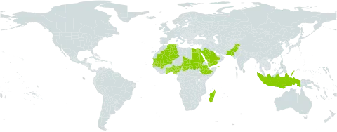Schoenefeldia gracilis world distribution map, present in Benin, Algeria, Egypt, Ethiopia, Ghana, Gambia, Indonesia, Madagascar, Mali, Mauritania, Nigeria, Pakistan, Palau, Saudi Arabia, Sudan, Senegal, Chad, Togo, and Yemen