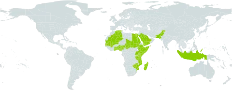 Schoenefeldia world distribution map, present in Benin, Algeria, Egypt, Ethiopia, Ghana, Gambia, Indonesia, Kenya, Madagascar, Mali, Mozambique, Mauritania, Nigeria, Pakistan, Palau, Saudi Arabia, Sudan, Senegal, Somalia, Chad, Togo, Tanzania, United Republic of, Uganda, Yemen, and Zimbabwe