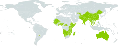 Schoenoplectiella lateriflora world distribution map, present in Afghanistan, Angola, Andorra, Argentina, Australia, Benin, Bangladesh, Botswana, Central African Republic, China, Spain, Ethiopia, Ghana, Guinea, Indonesia, India, Iceland, Kenya, Madagascar, Mali, Myanmar, Mozambique, Mauritania, Malaysia, Namibia, Nigeria, Nepal, Pakistan, Philippines, Réunion, Senegal, Somalia, Togo, Thailand, Taiwan, Province of China, Tanzania, United Republic of, Uganda, Uzbekistan, Viet Nam, Zambia, and Zimbabwe