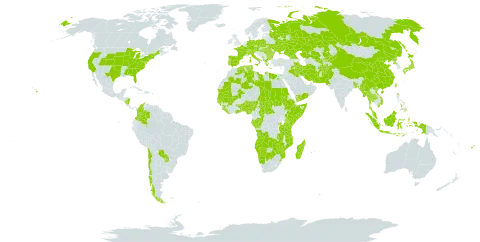 Schoenoplectiella world distribution map, present in Afghanistan, Angola, Åland Islands, Albania, Andorra, Austria, Benin, Burkina Faso, Bangladesh, Bulgaria, Botswana, Central African Republic, Switzerland, Chile, China, Congo, Colombia, Czech Republic, Germany, Algeria, Egypt, Spain, Ethiopia, Fiji, France, Micronesia (Federated States of), Gabon, Georgia, Ghana, Guinea, Gambia, Guinea-Bissau, Greece, Hungary, Indonesia, Iran (Islamic Republic of), Iraq, Italy, Japan, Kazakhstan, Kenya, Kyrgyzstan, Liberia, Libya, Madagascar, Mali, Myanmar, Montenegro, Mozambique, Mauritania, Mauritius, Malaysia, Namibia, Nigeria, Nicaragua, Nepal, Pakistan, Philippines, Palau, Poland, Korea (Democratic People's Republic of), Portugal, Paraguay, Réunion, Romania, Russian Federation, Rwanda, Sudan, Senegal, Sierra Leone, Somalia, eSwatini, Seychelles, Turks and Caicos Islands, Chad, Togo, Thailand, Tunisia, Taiwan, Province of China, Tanzania, United Republic of, Uganda, Ukraine, United States of America, Uzbekistan, Viet Nam, Yemen, Zambia, and Zimbabwe