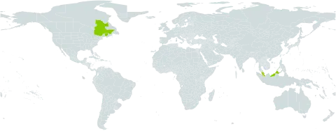 Schoenoplectiella smithii var. leviseta world distribution map, present in Canada and Malaysia