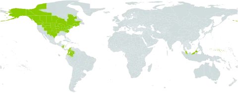 Schoenoplectus acutus var. acutus world distribution map, present in Åland Islands, Canada, Colombia, France, Micronesia (Federated States of), Malaysia, Nicaragua, and United States of America