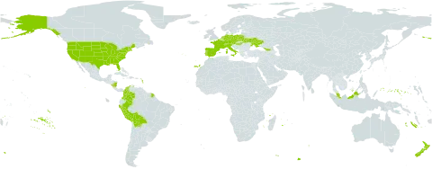 Schoenoplectus pungens world distribution map, present in Åland Islands, Austria, Bolivia (Plurinational State of), Switzerland, Colombia, Czech Republic, Germany, Dominica, Spain, France, Micronesia (Federated States of), Georgia, Hungary, Italy, Malaysia, Nicaragua, Netherlands, New Zealand, Peru, Poland, Portugal, Ukraine, and United States of America