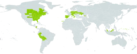Schoenoplectus pungens var. pungens world distribution map, present in Åland Islands, Austria, Bolivia (Plurinational State of), Canada, Switzerland, Czech Republic, Germany, Dominica, Spain, France, Micronesia (Federated States of), Georgia, Hungary, Italy, Malaysia, Nicaragua, Netherlands, Peru, Poland, Portugal, Ukraine, and United States of America