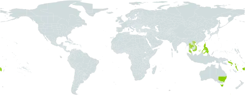 Schoenorchis micrantha world distribution map, present in Australia, Fiji, Philippines, Solomon Islands, Thailand, Viet Nam, Vanuatu, and Samoa