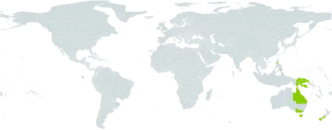 Schoenus maschalinus world distribution map, present in Australia, Indonesia, New Zealand, Philippines, and Papua New Guinea