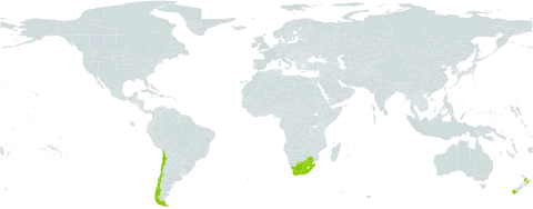 Schoenus nitens var. nitens world distribution map, present in Chile, New Zealand, and South Africa
