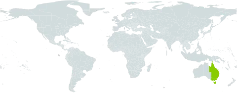 Schoenus turbinatus world distribution map, present in Australia