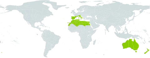 Scilla peruviana world distribution map, present in Australia, Algeria, Egypt, Spain, France, Italy, Libya, Morocco, New Zealand, Portugal, and Tunisia