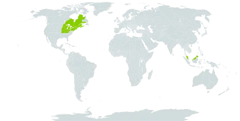 Scirpus pedicellatus world distribution map, present in Canada, Micronesia (Federated States of), Malaysia, and United States of America