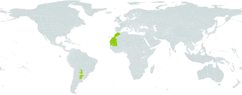 Sclerophylax spinescens world distribution map, present in Argentina, Cabo Verde, Spain, Morocco, Mauritania, and Paraguay