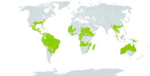 Scoparia dulcis world distribution map, present in Angola, Argentina, Antigua and Barbuda, Australia, Benin, Bonaire, Sint Eustatius and Saba, Burkina Faso, Bangladesh, Bahamas, Belize, Bolivia (Plurinational State of), Brazil, Barbados, Bhutan, Central African Republic, China, Côte d'Ivoire, Cameroon, Congo, Colombia, Costa Rica, Cuba, Cayman Islands, Dominica, Ecuador, Ethiopia, Fiji, Micronesia (Federated States of), Gabon, Guinea, Guadeloupe, Guinea-Bissau, Equatorial Guinea, Grenada, Guatemala, French Guiana, Guam, Guyana, Honduras, Indonesia, India, Jamaica, Cambodia, Lao People's Democratic Republic, Saint Lucia, Sri Lanka, Madagascar, Mexico, Marshall Islands, Mali, Myanmar, Mozambique, Mauritania, Montserrat, Martinique, Mauritius, Malaysia, Nicaragua, Nepal, Panama, Peru, Philippines, Palau, Papua New Guinea, Puerto Rico, Paraguay, Saudi Arabia, Sudan, Senegal, Singapore, El Salvador, South Sudan, Sao Tome and Principe, Suriname, Seychelles, Turks and Caicos Islands, Chad, Togo, Thailand, Trinidad and Tobago, Taiwan, Province of China, Uruguay, United States of America, Saint Vincent and the Grenadines, Venezuela (Bolivarian Republic of), Viet Nam, South Africa, and Zambia