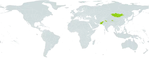 Scorzonera virgata world distribution map, present in Afghanistan, China, India, Mongolia, and Pakistan