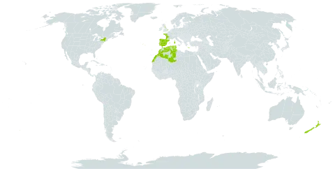 Scrophularia auriculata world distribution map, present in Algeria, Spain, France, United Kingdom of Great Britain and Northern Ireland, Greece, Italy, Morocco, New Zealand, Portugal, Tunisia, and United States of America