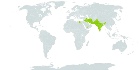 Scrophularia deserti world distribution map, present in Afghanistan, Bahrain, Egypt, India, Iran (Islamic Republic of), Iraq, Israel, Kuwait, Pakistan, Qatar, and Saudi Arabia