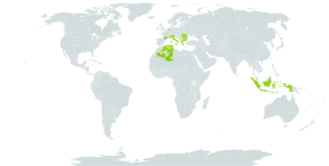 Scutellaria columnae world distribution map, present in Albania, Bulgaria, Algeria, France, Greece, Indonesia, Italy, Netherlands, Romania, and Tunisia