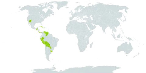 Sebastiania world distribution map, present in Belize, Bolivia (Plurinational State of), Costa Rica, Cuba, Dominica, Guatemala, Haiti, Jamaica, Panama, Peru, Paraguay, Uruguay, United States of America, and Venezuela (Bolivarian Republic of)