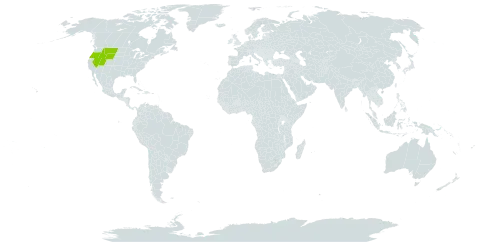 Sedum debile world distribution map, present in United States of America