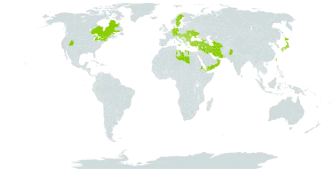 Sedum hispanicum world distribution map, present in Albania, Austria, Azerbaijan, Bulgaria, Bosnia and Herzegovina, Canada, Switzerland, Germany, Eritrea, Georgia, Greece, Croatia, Hungary, Iran (Islamic Republic of), Iraq, Israel, Italy, Japan, Lebanon, Libya, North Macedonia, Montenegro, Oman, Pakistan, Romania, Saudi Arabia, Serbia, Slovenia, Sweden, Syrian Arab Republic, Turkmenistan, Turkey, Taiwan, Province of China, Ukraine, United States of America, and Yemen