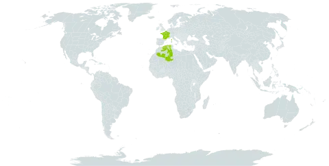 Sedum multiceps world distribution map, present in Algeria and France