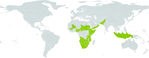 Sehima ischaemoides world distribution map, present in Angola, Botswana, Ethiopia, Indonesia, Kenya, Mali, Mozambique, Namibia, Nigeria, Oman, Pakistan, Sudan, Somalia, Chad, Tanzania, United Republic of, Yemen, South Africa, Zambia, and Zimbabwe