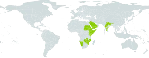 Selaginella bryopteris world distribution map, present in Bhutan, Eritrea, Ethiopia, India, Kenya, Mozambique, Namibia, Nepal, Oman, Saudi Arabia, Sudan, Somalia, Yemen, Zambia, and Zimbabwe
