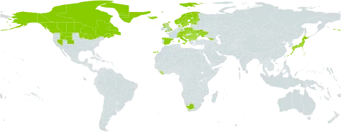 Selaginella selaginoides world distribution map, present in Albania, Andorra, Austria, Bulgaria, Bosnia and Herzegovina, Canada, Switzerland, Czech Republic, Germany, Denmark, Spain, Estonia, Finland, France, United Kingdom of Great Britain and Northern Ireland, Georgia, Greenland, Croatia, Iceland, Italy, Japan, Liberia, Liechtenstein, North Macedonia, Montenegro, Norway, Poland, Romania, Saint Pierre and Miquelon, Serbia, Slovakia, Slovenia, Sweden, Ukraine, United States of America, and South Africa