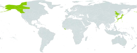 Selaginella sibirica world distribution map, present in Canada, China, Japan, Liberia, Korea (Democratic People's Republic of), and United States of America