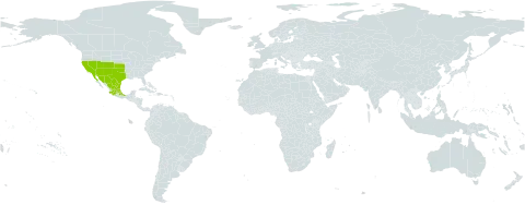 Senecio flaccidus world distribution map, present in Mexico and United States of America