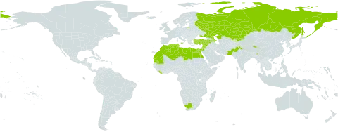 Senecio glaucus subsp. coronopifolius world distribution map, present in Armenia, Azerbaijan, China, Algeria, Egypt, Spain, India, Iceland, Israel, Italy, Jordan, Kazakhstan, Kyrgyzstan, Lebanon, Liberia, Libya, Morocco, Malta, Mauritania, Pakistan, Russian Federation, Syrian Arab Republic, Chad, Tunisia, Turkey, Ukraine, and South Africa