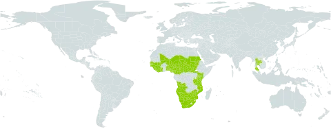 Senegalia ataxacantha world distribution map, present in Angola, Benin, Botswana, Central African Republic, Côte d'Ivoire, Cameroon, Guinea, Guinea-Bissau, Kenya, Liberia, Mali, Mozambique, Namibia, Niger, Nigeria, Sudan, Senegal, Sierra Leone, South Sudan, Chad, Togo, Thailand, Tanzania, United Republic of, South Africa, and Zimbabwe