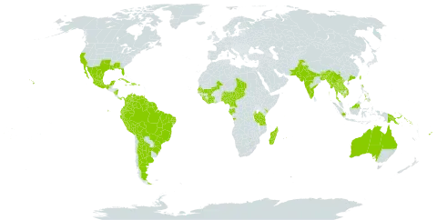 Senna alata world distribution map, present in Angola, Argentina, American Samoa, Australia, Burundi, Bangladesh, Bolivia (Plurinational State of), Brazil, Brunei Darussalam, Bhutan, China, Côte d'Ivoire, Cameroon, Cook Islands, Colombia, Comoros, Cuba, Dominican Republic, Ecuador, Fiji, Gabon, Ghana, Guinea, French Guiana, Guyana, Haiti, Indonesia, India, Jamaica, Kenya, Cambodia, Lao People's Democratic Republic, Liberia, Sri Lanka, Madagascar, Mexico, Mali, Myanmar, Northern Mariana Islands, Mauritius, Malawi, Malaysia, Nigeria, Nicaragua, Niue, Pakistan, Panama, Peru, Philippines, Papua New Guinea, Puerto Rico, Senegal, Singapore, Solomon Islands, Sierra Leone, Suriname, Seychelles, Chad, Thailand, Tonga, Trinidad and Tobago, Taiwan, Province of China, Tanzania, United Republic of, United States of America, Venezuela (Bolivarian Republic of), and Viet Nam
