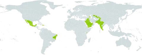 Senna alexandrina world distribution map, present in United Arab Emirates, Azerbaijan, Brazil, Dominican Republic, Haiti, India, Iraq, Kenya, Sri Lanka, Mexico, Pakistan, Saudi Arabia, Tajikistan, Uzbekistan, and Yemen